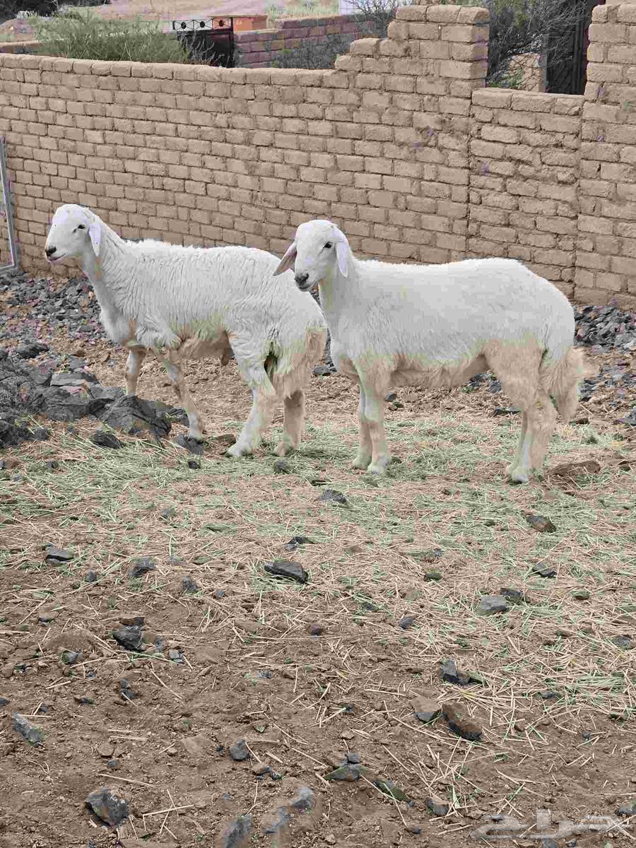 طليان حرية ذبائح مع التوصيل64584799557250113