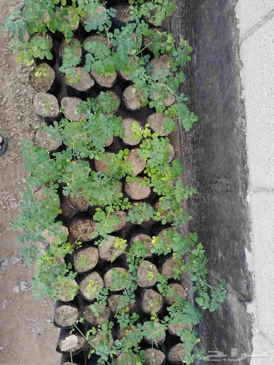 شتلات مورينقا64581127978498111