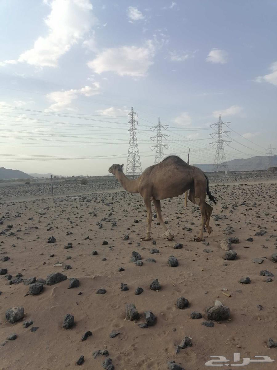 بكره حمرا دهما رباع64584574815235112