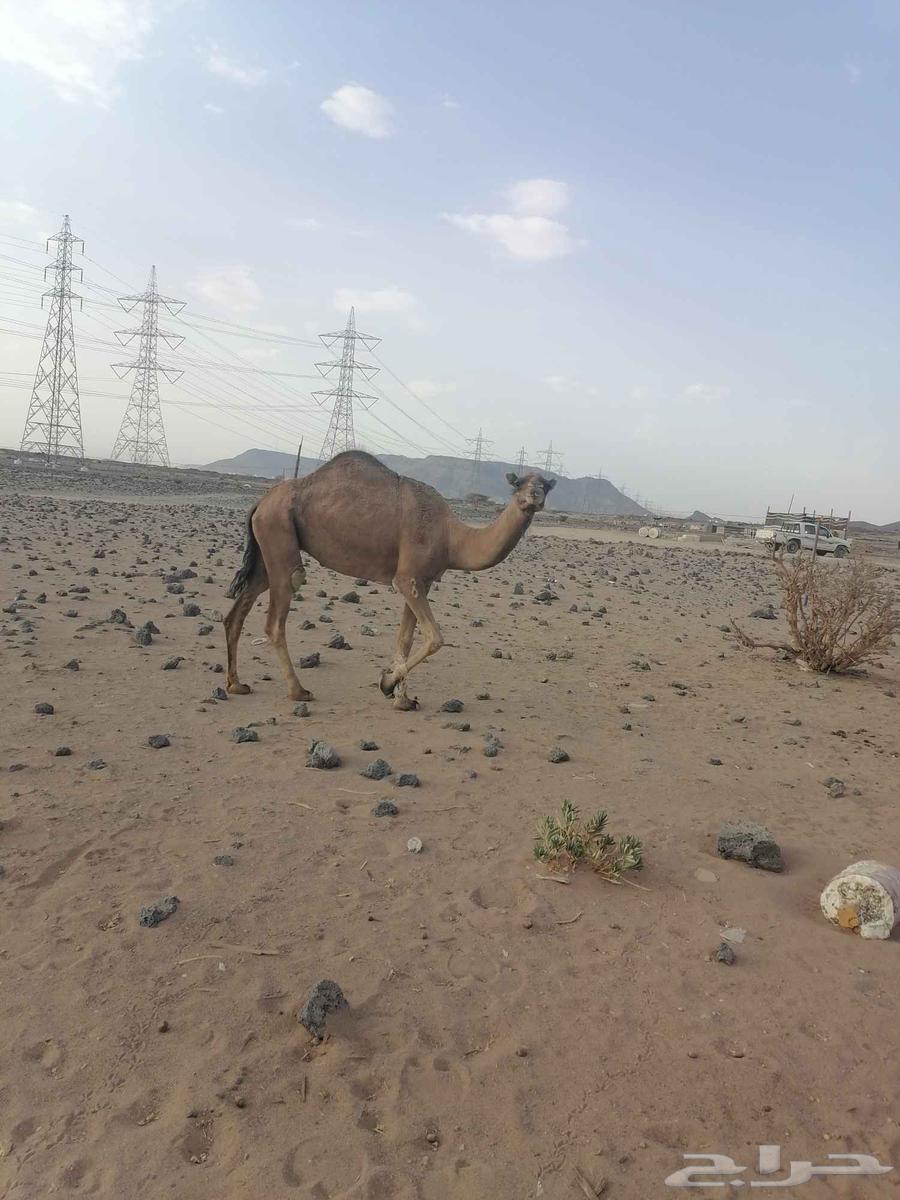 بكره حمرا دهما رباع64584574815235114