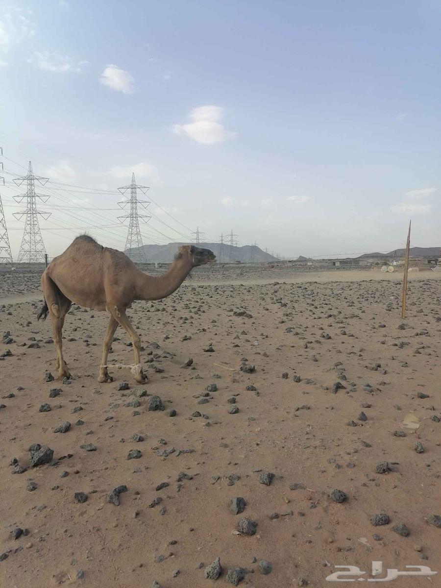 بكره حمرا دهما رباع64584574815235110