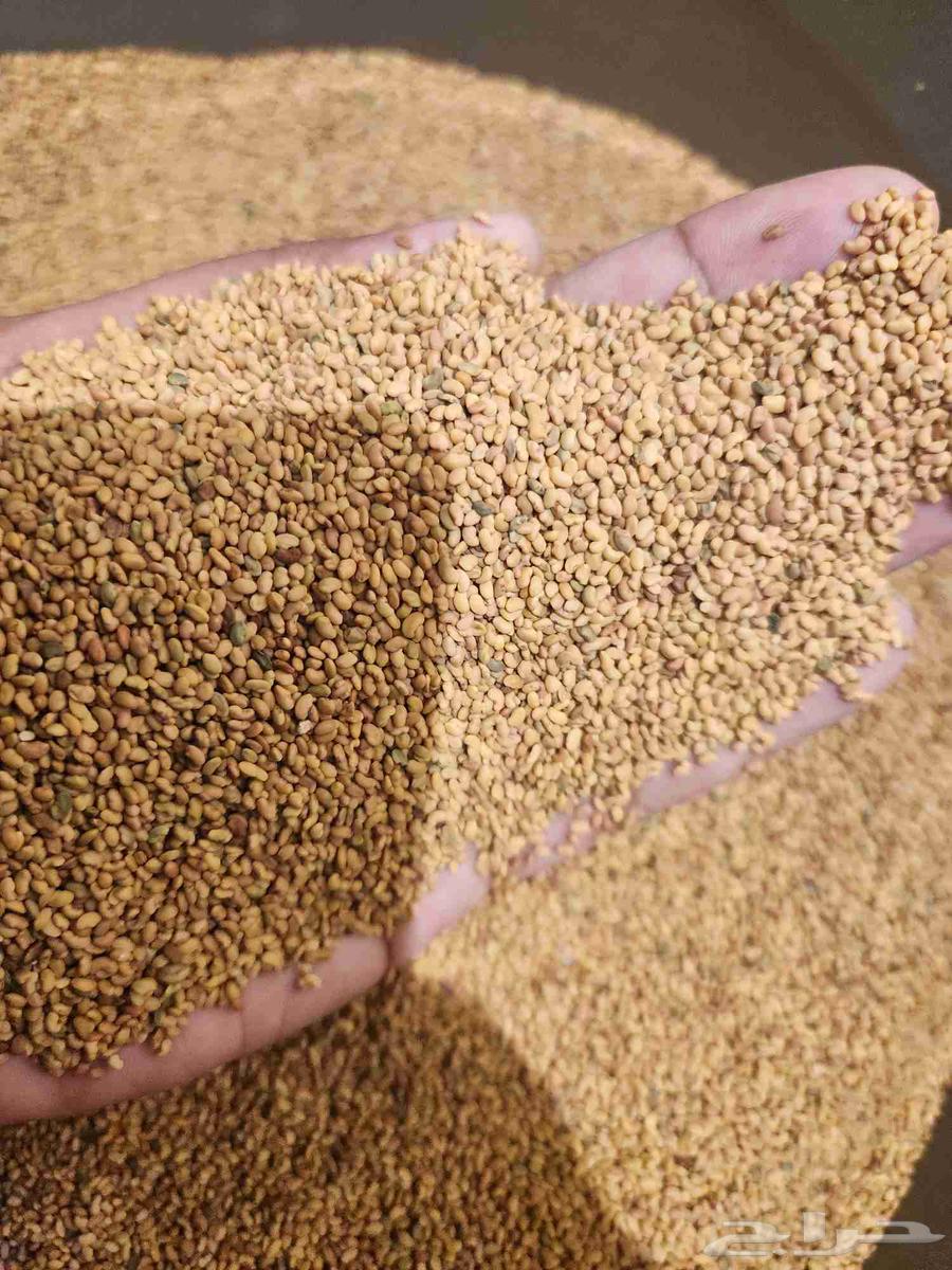 برسم حساوي سعر الكيلو 100 ريال نظيف64585167225601111