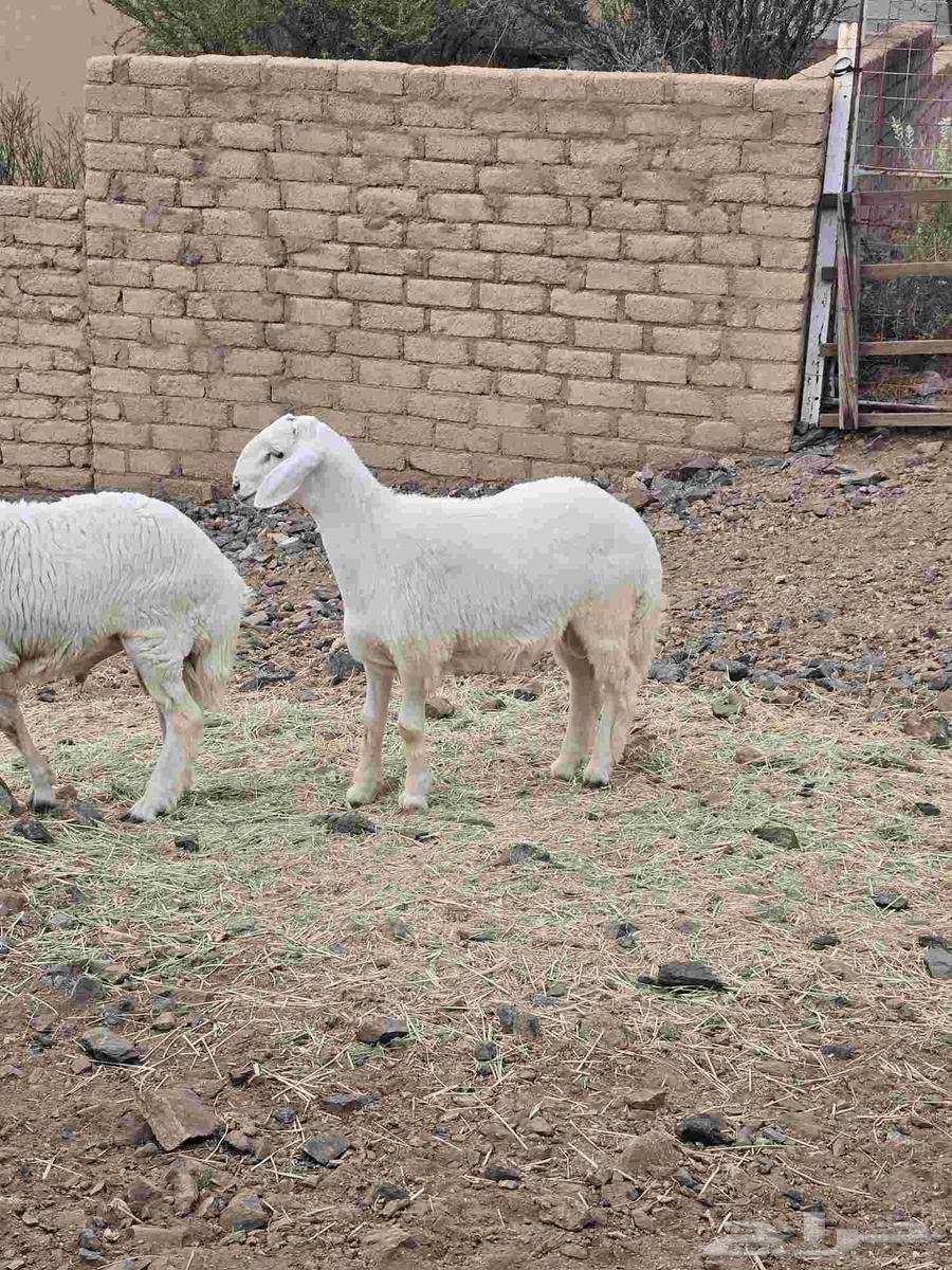 طليان حرية ذبائح مع التوصيل64584799557250112