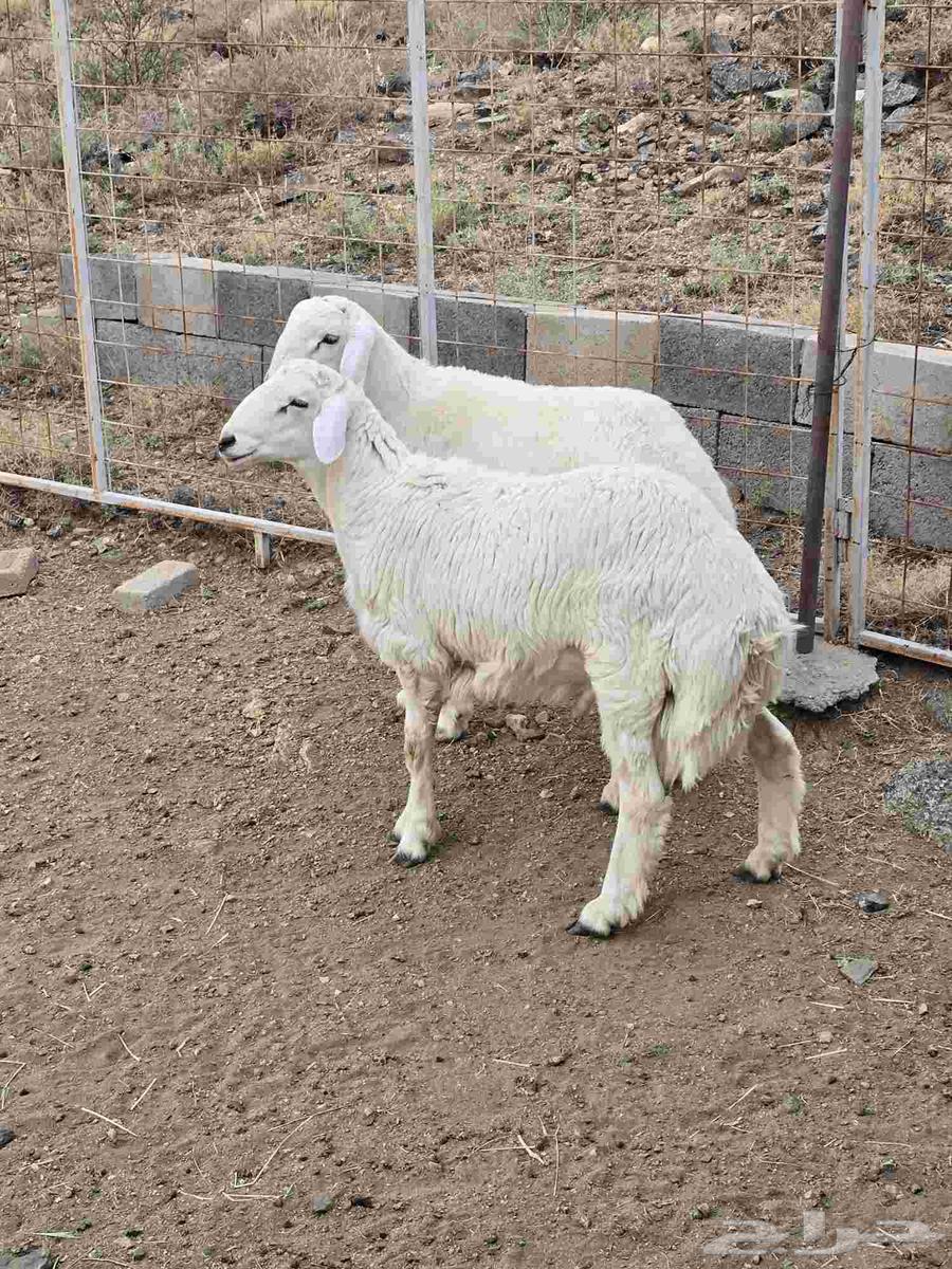 طليان حرية ذبائح مع التوصيل64584799557250110