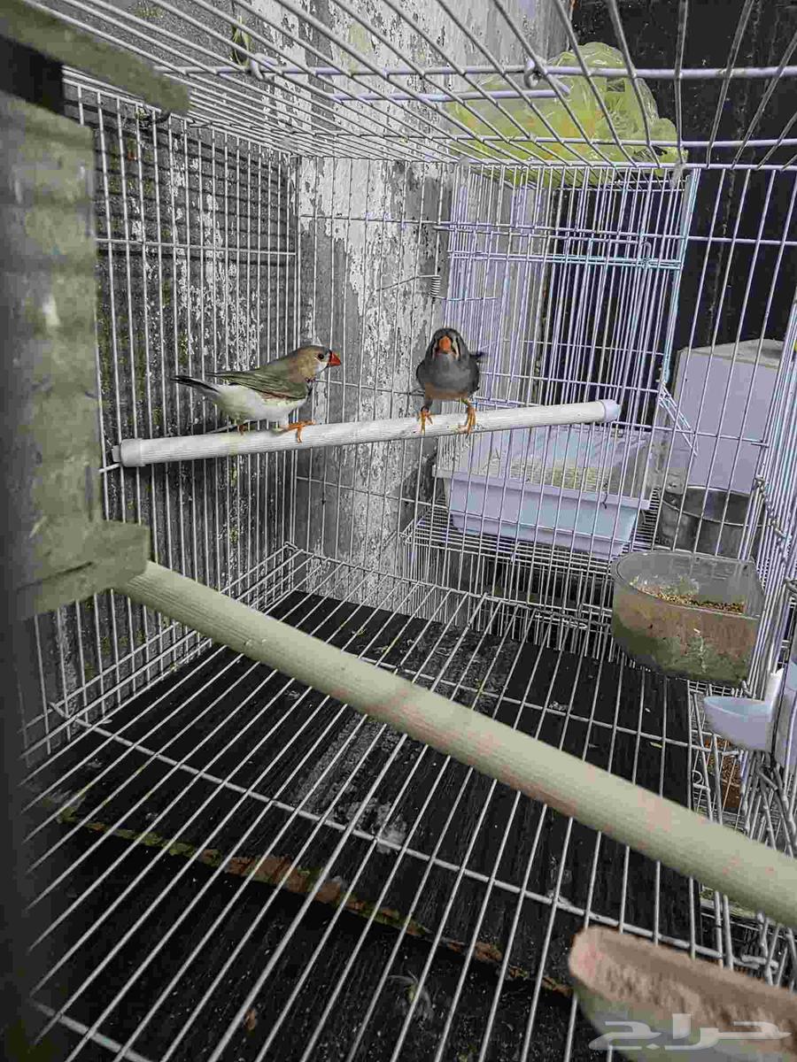 جوز زيبرا هولندي حجم ممتاز64583583466753113