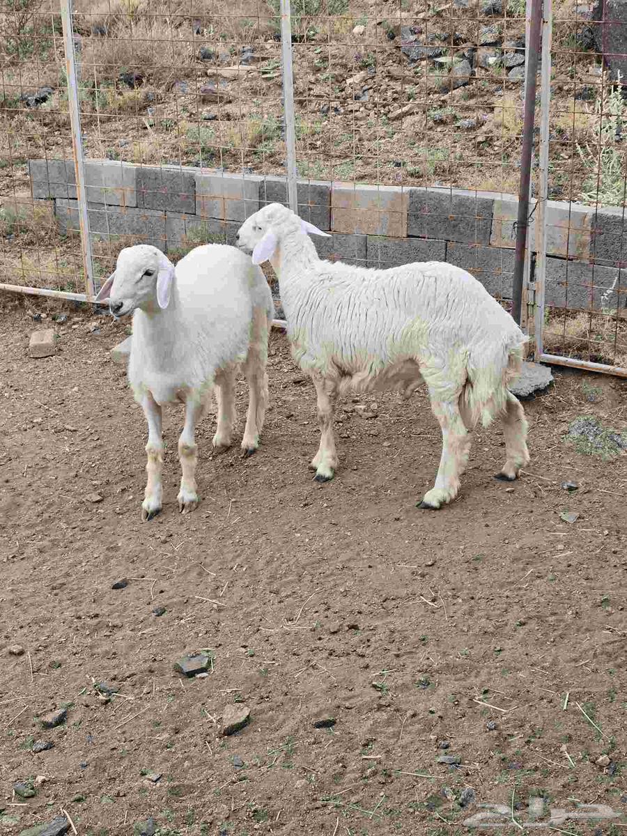 طليان حرية ذبائح مع التوصيل64584799557250111