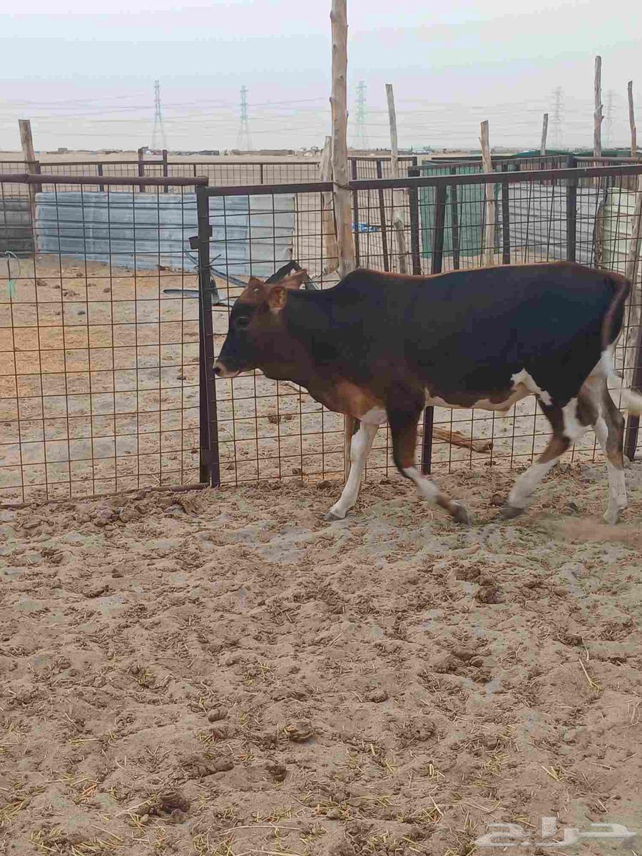 عجل للبيع64584404570626111