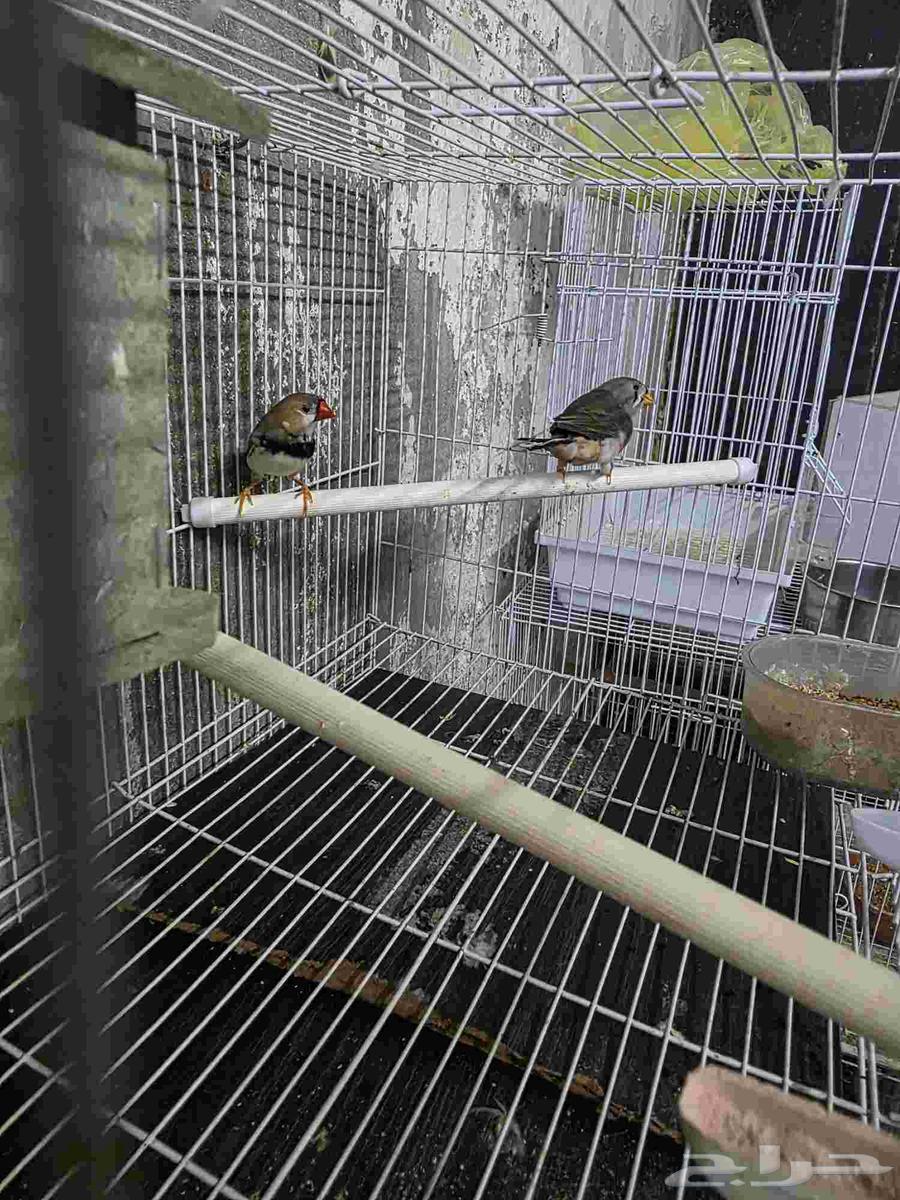 جوز زيبرا هولندي حجم ممتاز64583583466753114