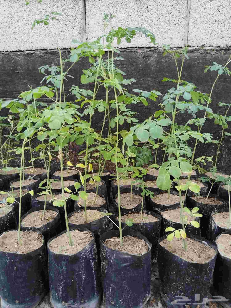 شتلات مورينقا64581127978498110