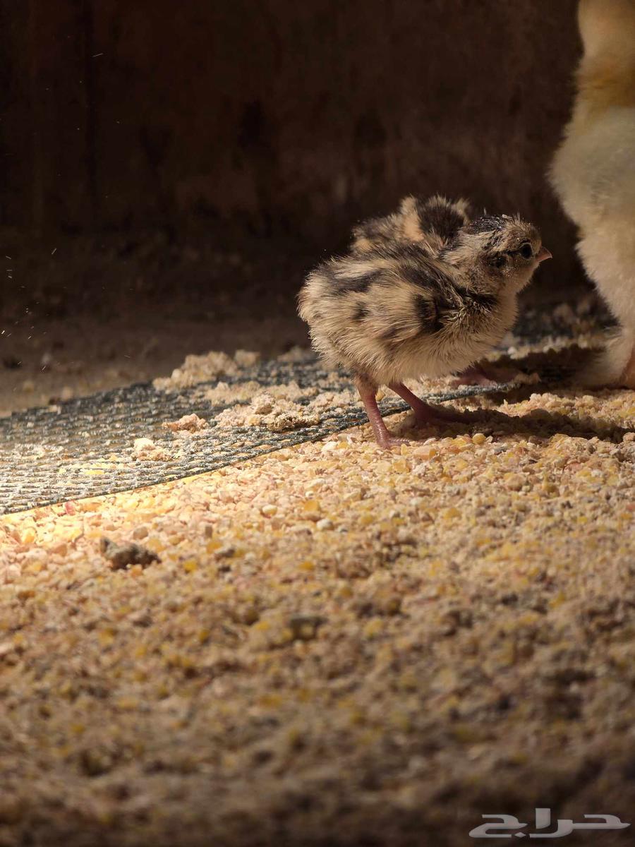 فرخين سمان كاليفورنيا للبيع (تم البيع)64585352484611112