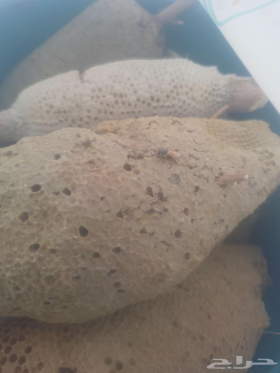 عسل بري جبلي ممتاز درجه اولى قطف اليوم ماشاء الله64587034831233111