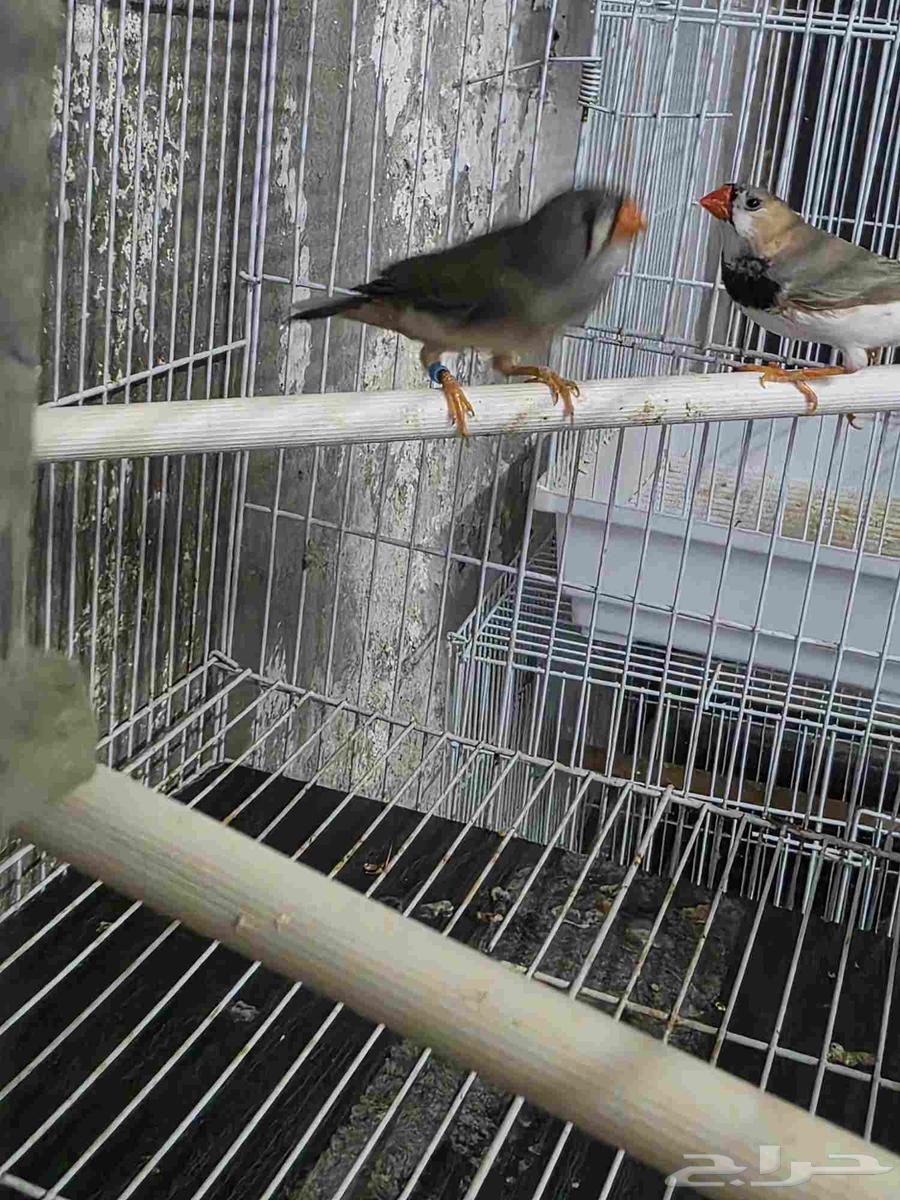 جوز زيبرا هولندي حجم ممتاز64583583466753111