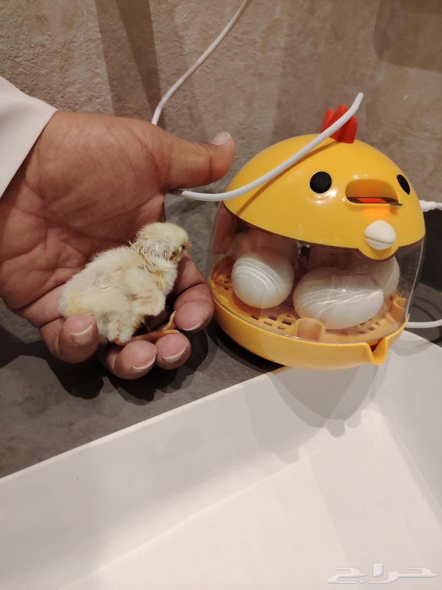 تم البيع فقاسة صغيرة64581979886722112