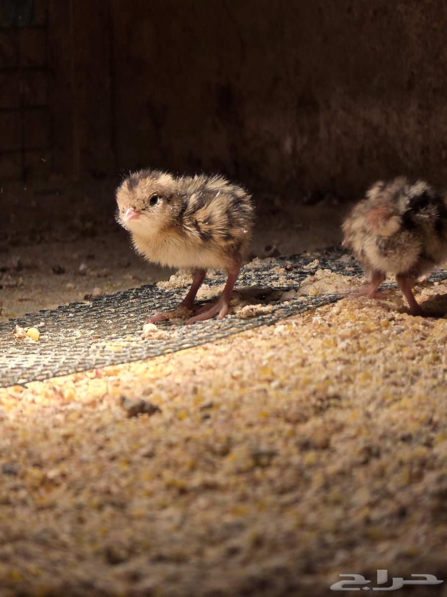 فرخين سمان كاليفورنيا للبيع (تم البيع)64585352484611110