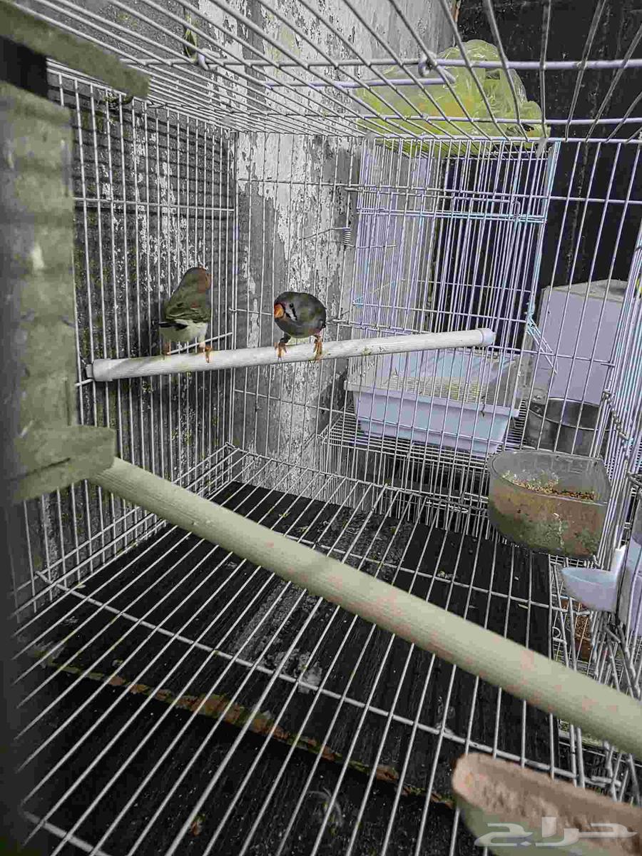 جوز زيبرا هولندي حجم ممتاز64583583466753112