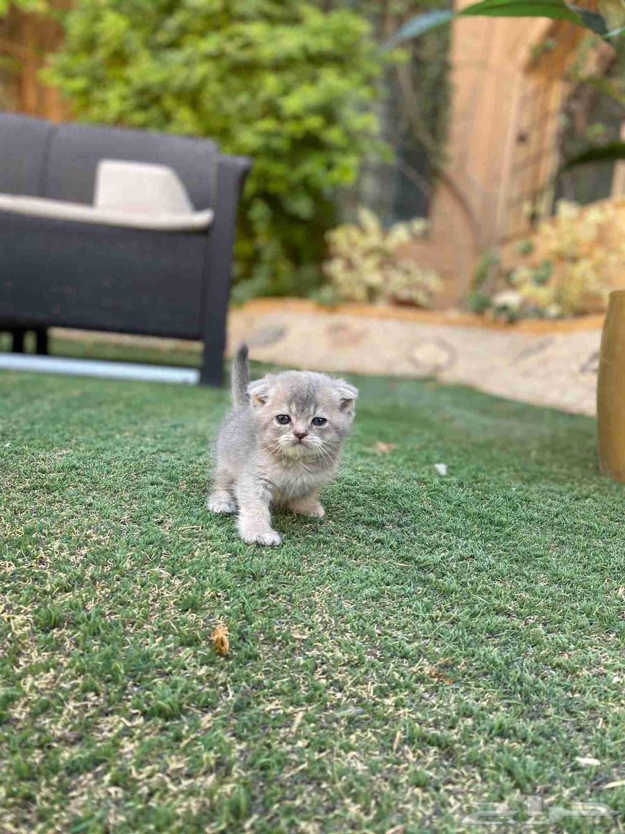 عرض اليوم الوطني سكوتش مطعمين مدربين للبيع لا يوجد تبني64587826744834114