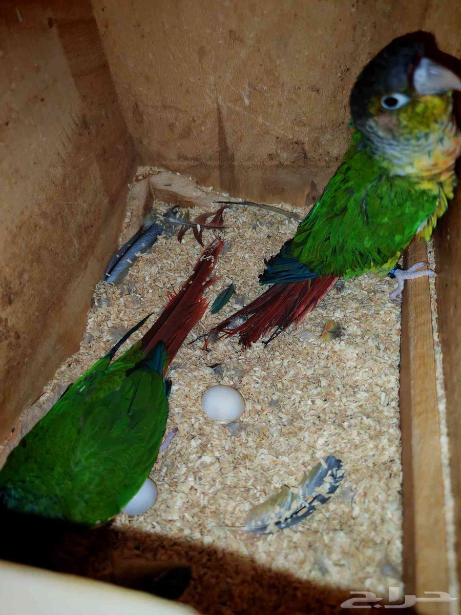 انثتين كنيور بايضين بدون ذكر64581279038594111