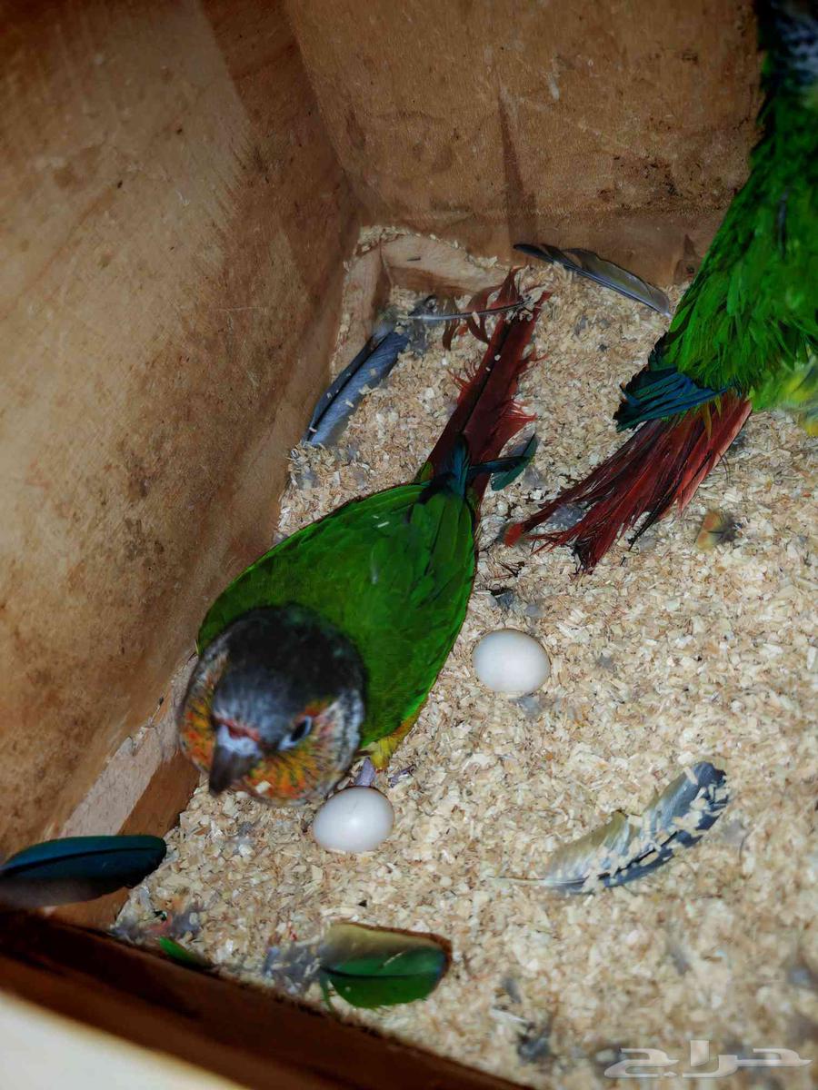 انثتين كنيور بايضين بدون ذكر64581279038594110