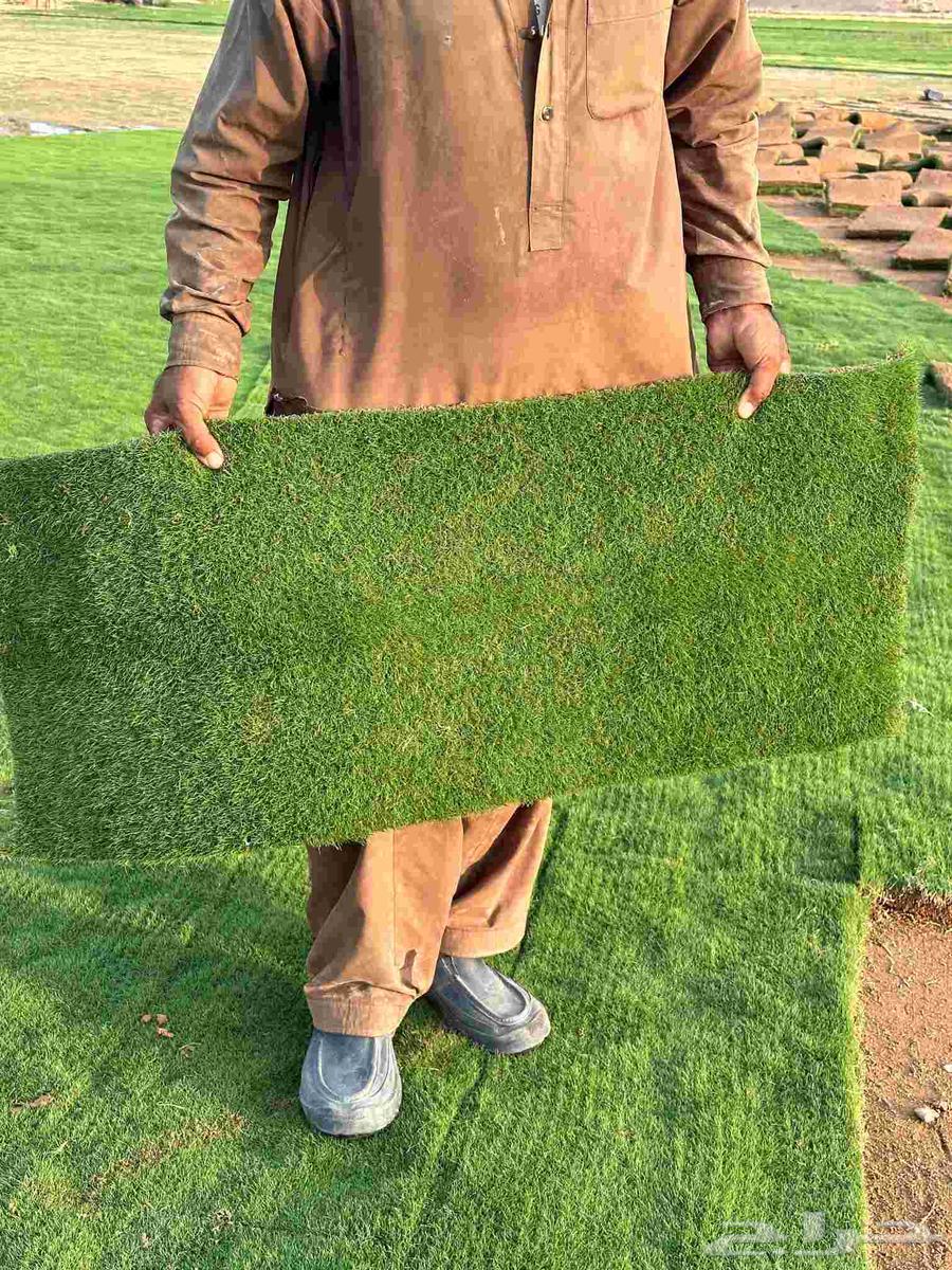 ثيل طبيعي ياباني وفرنسي وسي 2000 درجه اولى64583208067331112