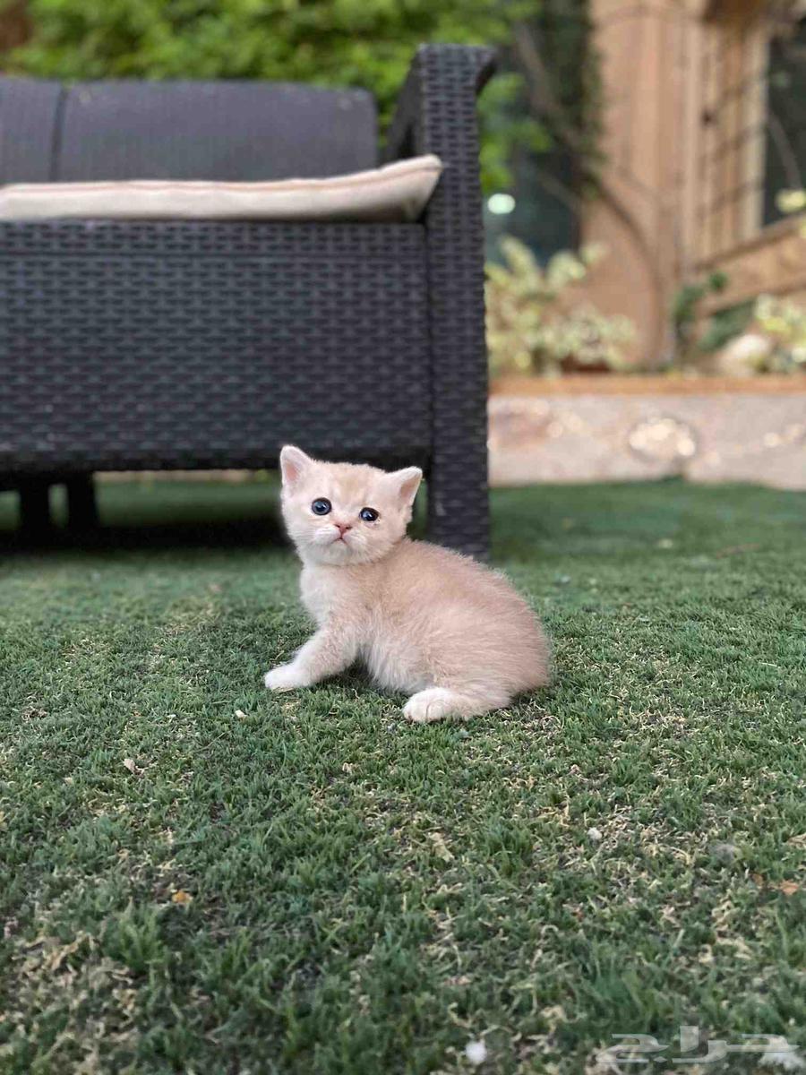 عروض اليوم الوطني سكوتش مطعمين للبيع ولايوجد تبني64579992838017112