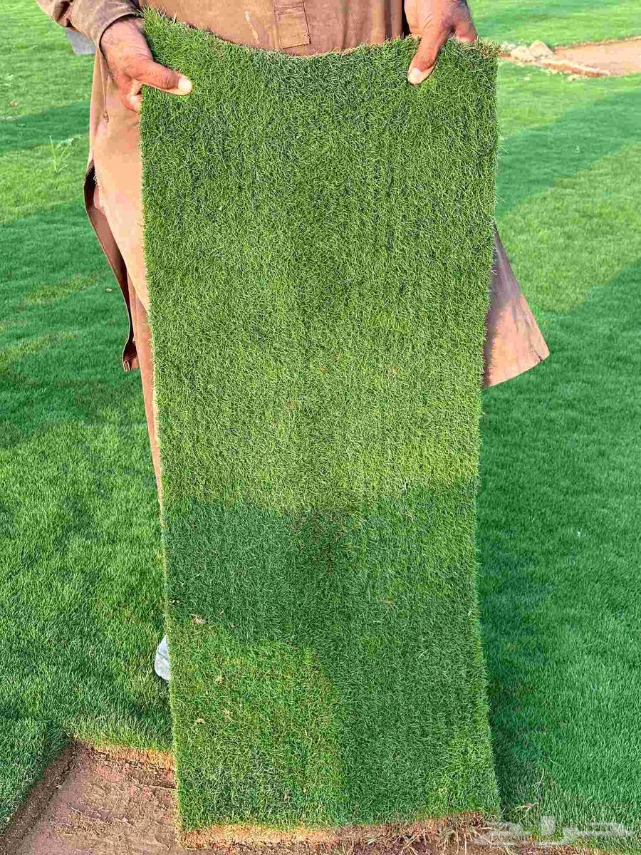 ثيل طبيعي ياباني وفرنسي وسي 2000 درجه اولى64583208067331111