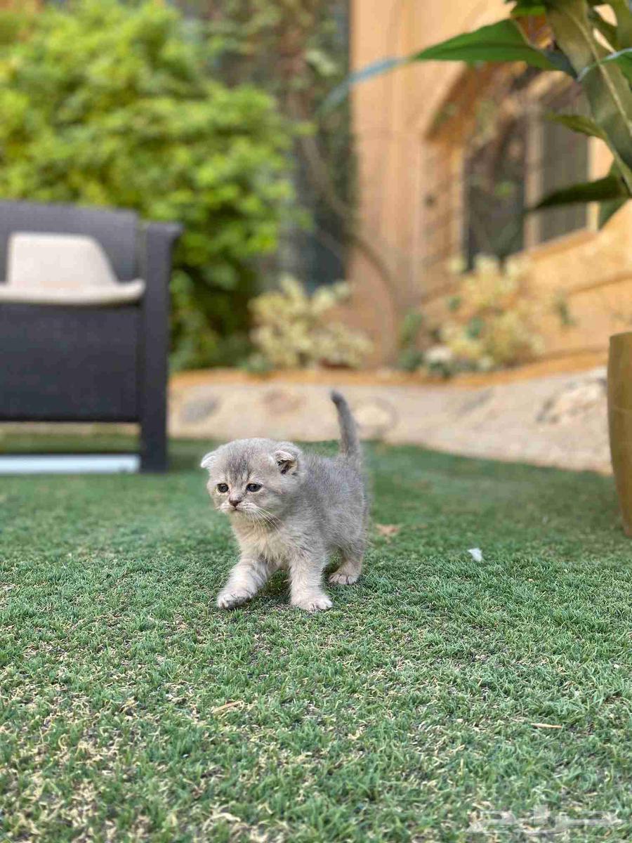 عرض اليوم الوطني سكوتش مطعمين مدربين للبيع لا يوجد تبني64587826744834110