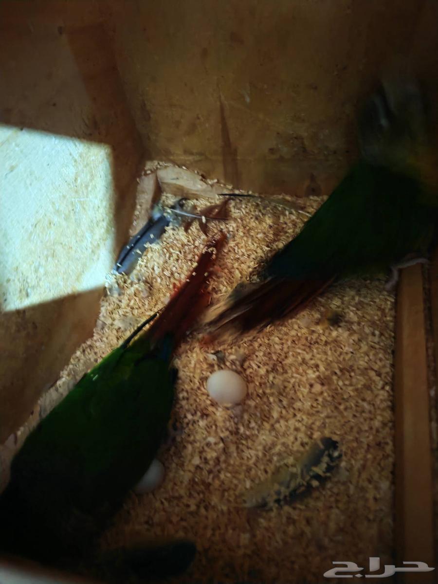 انثتين كنيور بايضين بدون ذكر64581279038594112