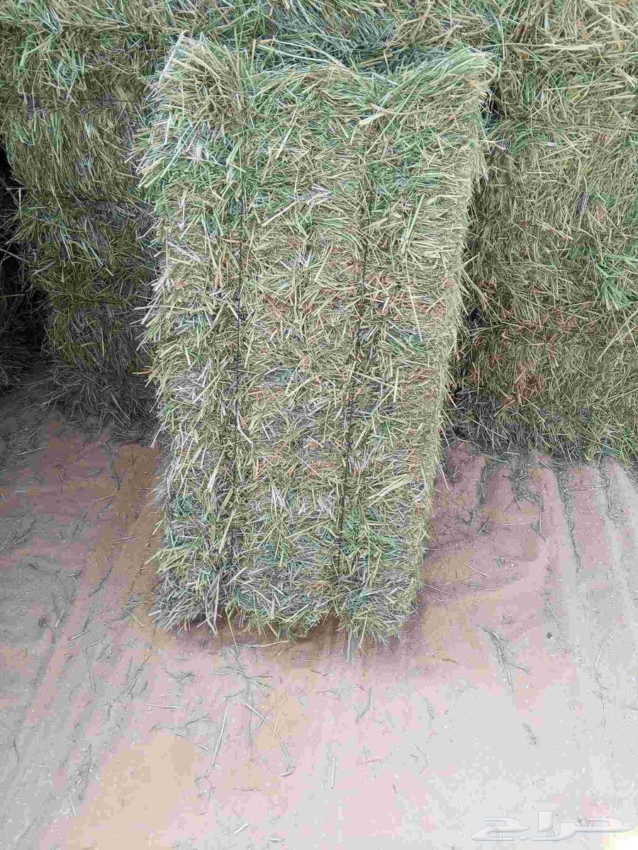 رودس صافي البان جندير جديد64581856080898114