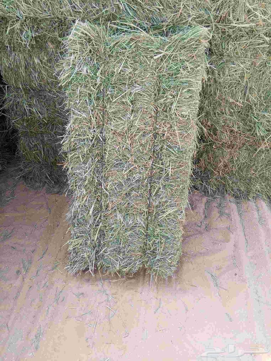 رودس صافي البان جندير جديد64581856080898112