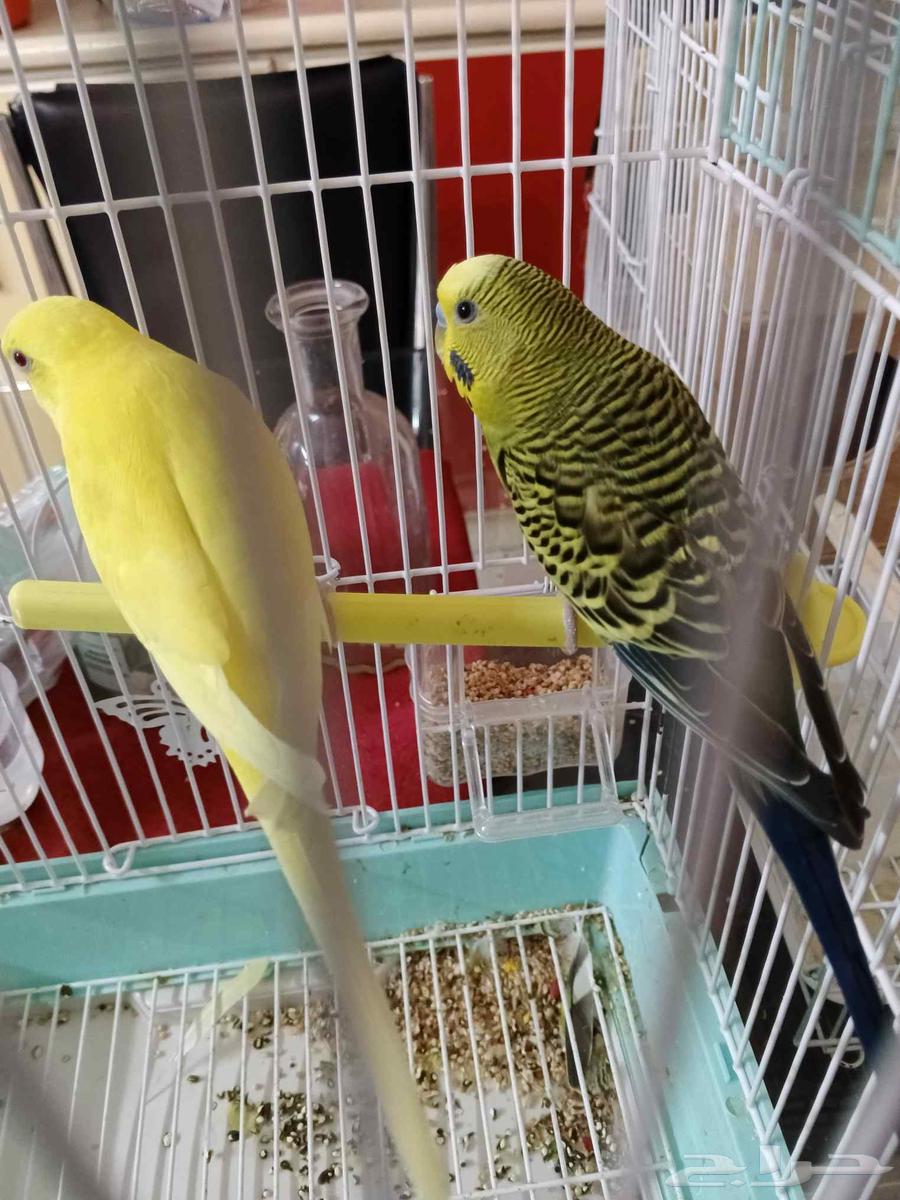 طيور بادجي عصافير الحب64585658917763111