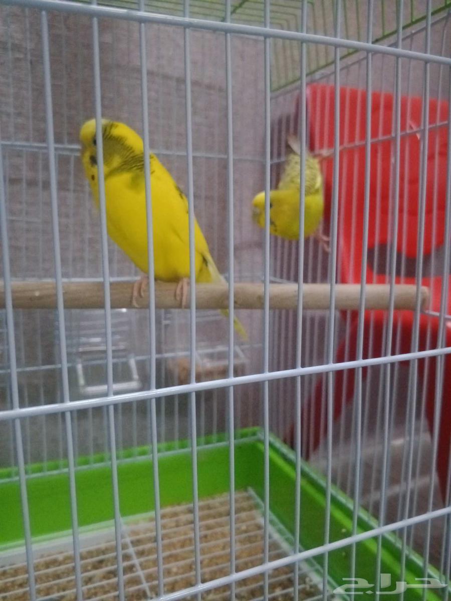 Healthy pet budgerigar birds, excellent health, reason for sale: I didn't have time for them64587194101761110