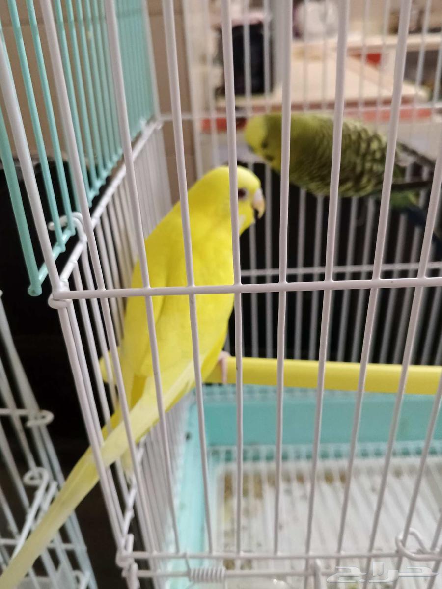 طيور بادجي عصافير الحب64585658917763113