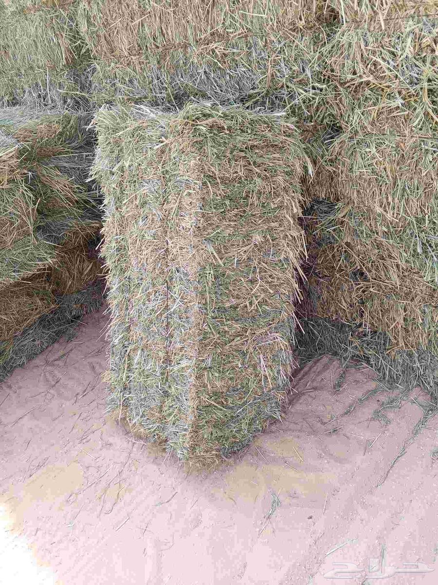 رودس صافي البان جندير جديد64581856080898110