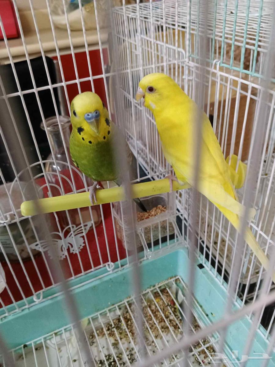 طيور بادجي عصافير الحب64585658917763110