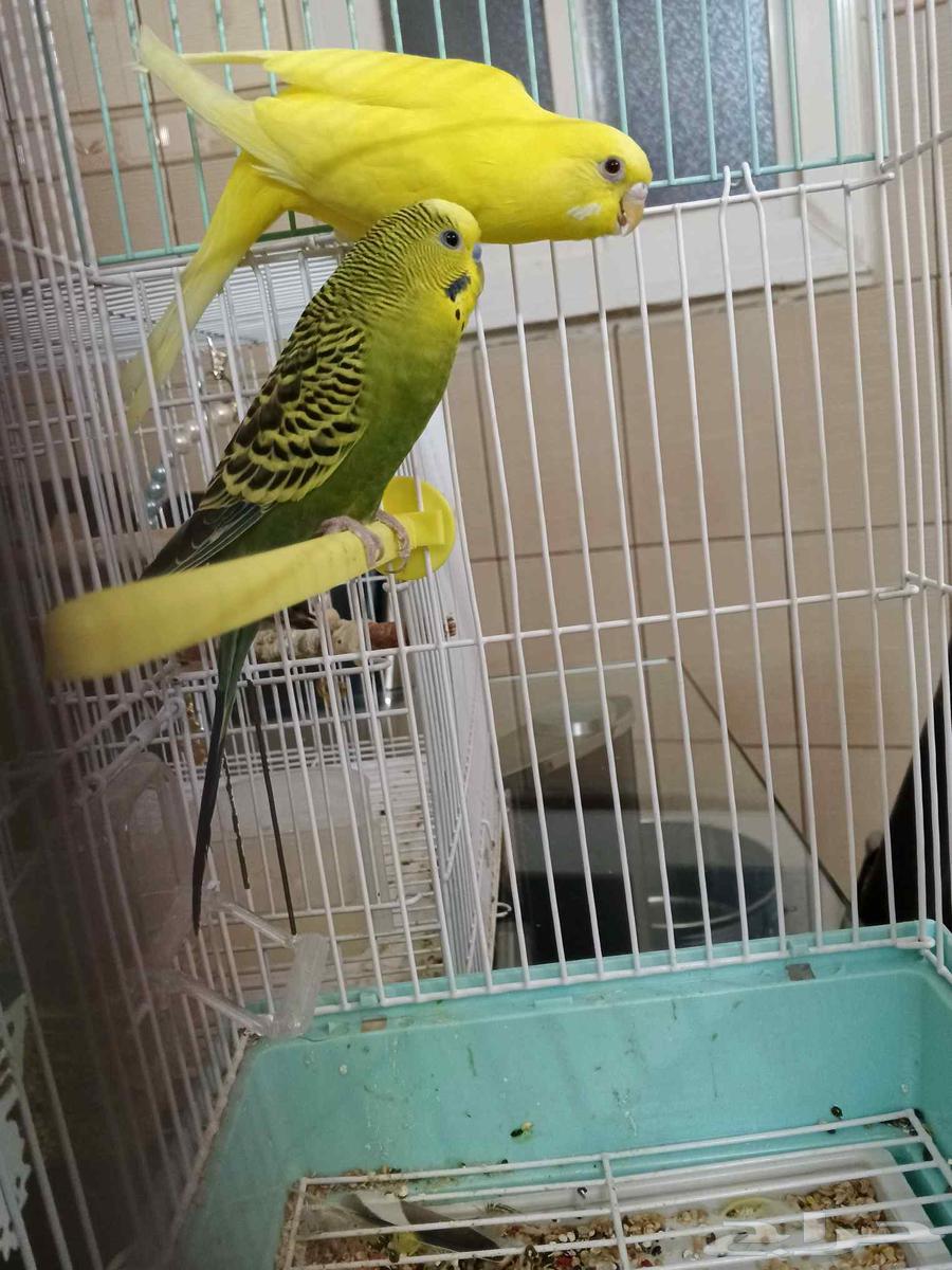 طيور بادجي عصافير الحب64585658917763114