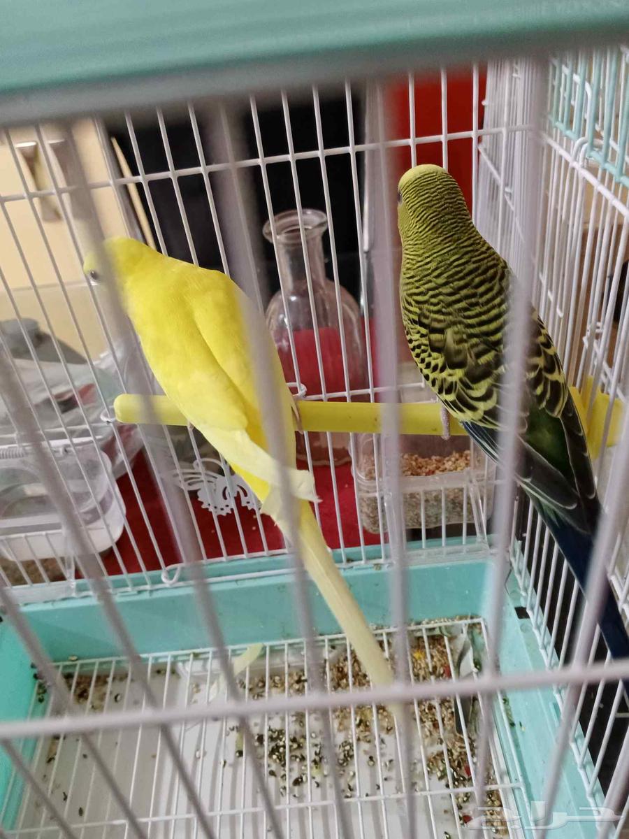 طيور بادجي عصافير الحب64585658917763112