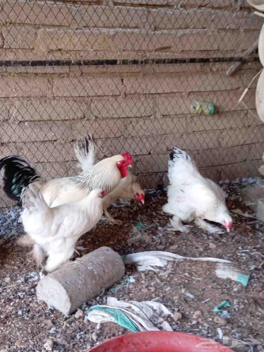 دجاج براهما كولمبي تم البيع64581607635585111
