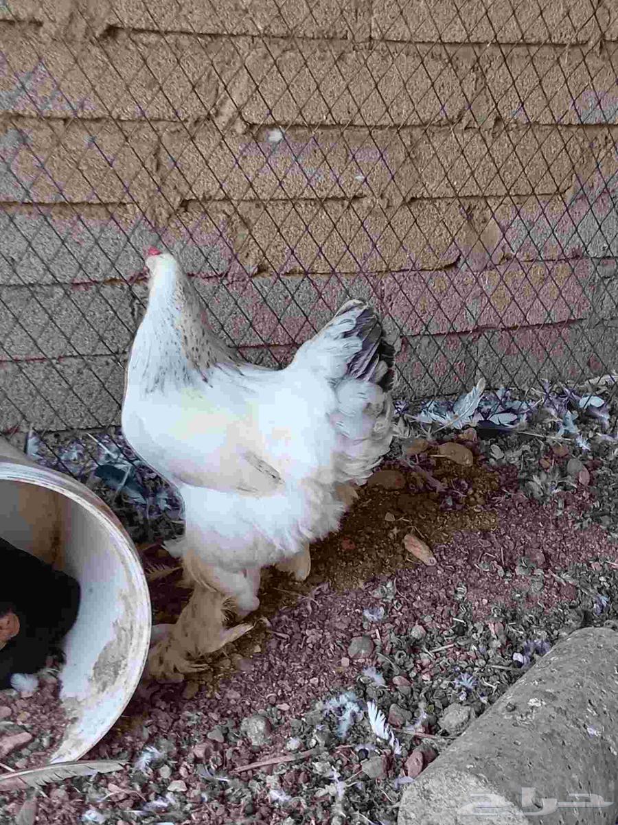 دجاج براهما كولمبي تم البيع64581607635585114