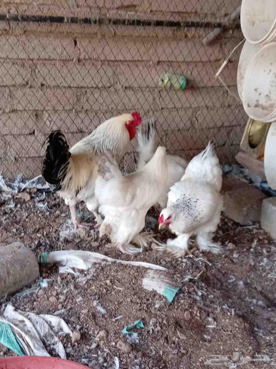 دجاج براهما كولمبي تم البيع64581607635585110