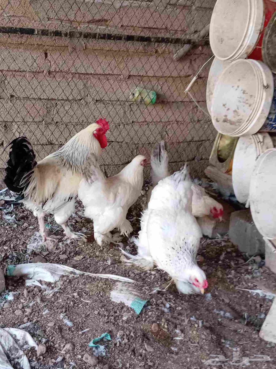 دجاج براهما كولمبي تم البيع64581607635585112