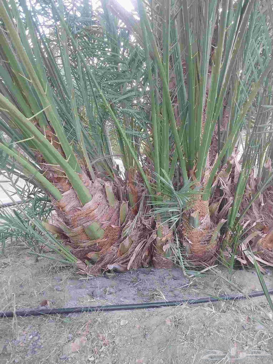 ودي برني العلا للبيع64585195940354110