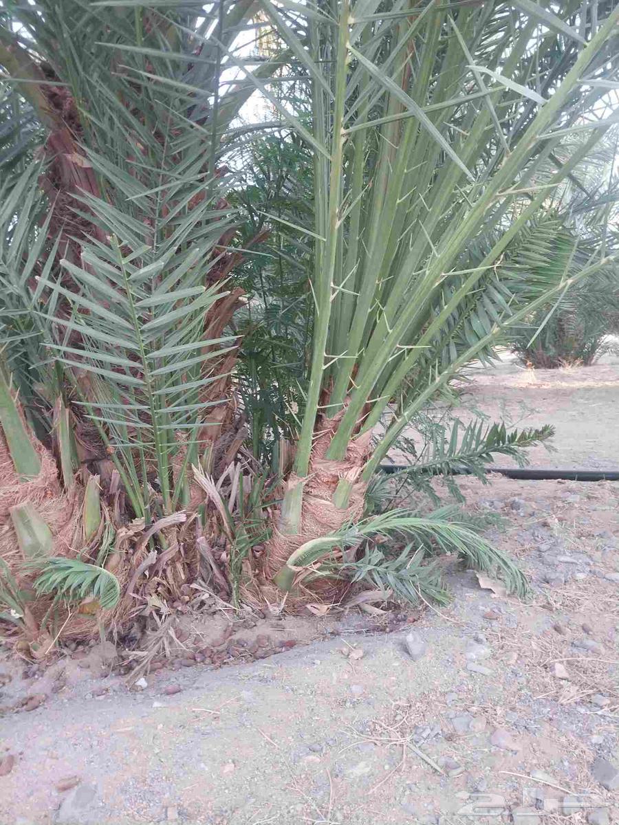 ودي برني العلا للبيع64585195940354113