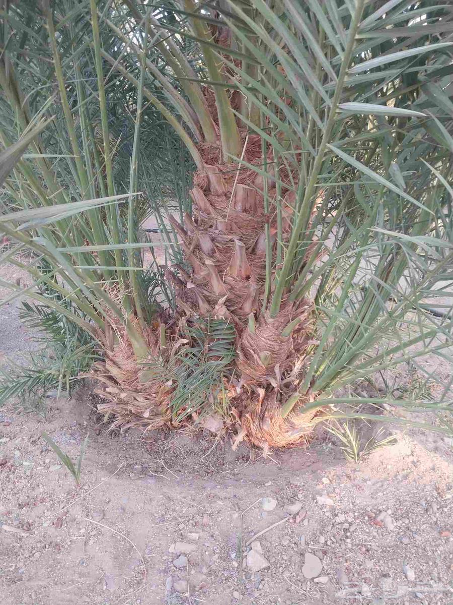 ودي برني العلا للبيع64585195940354111