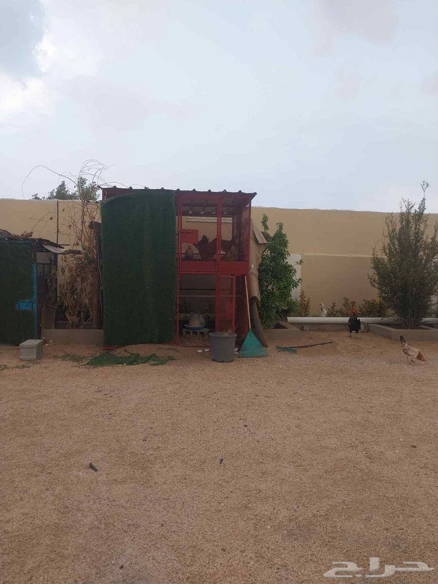 شبك دجاج او حمام للبيع64587839175810111