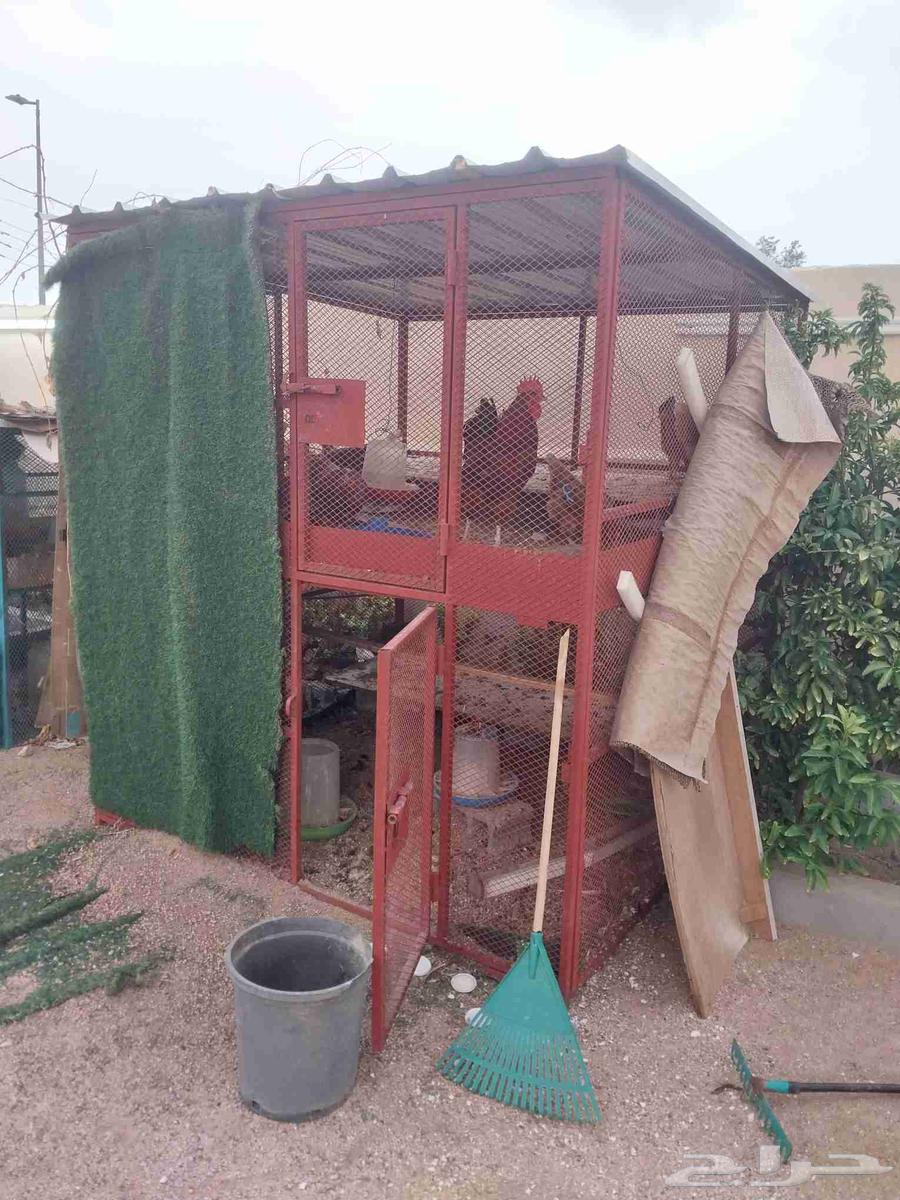 شبك دجاج او حمام للبيع64587839175810110