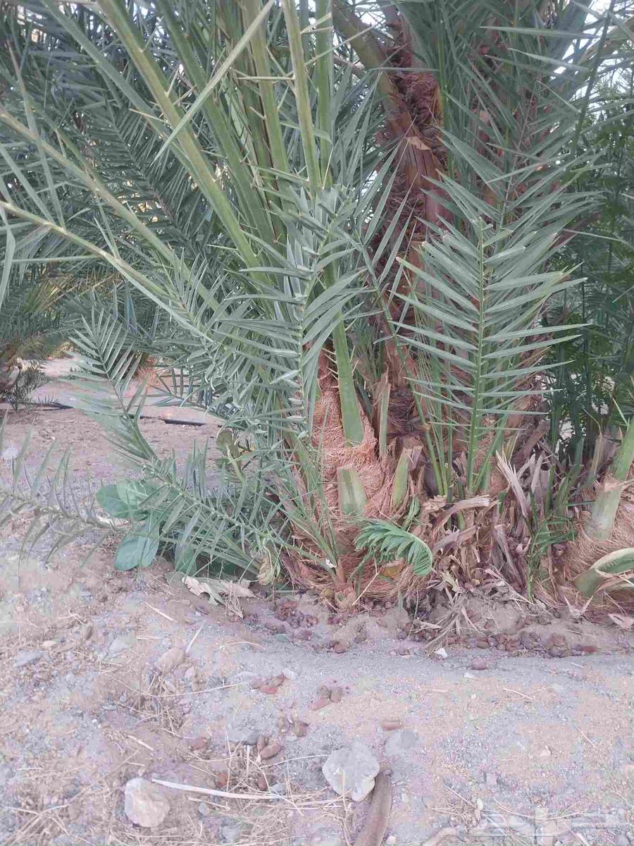 ودي برني العلا للبيع64585195940354114