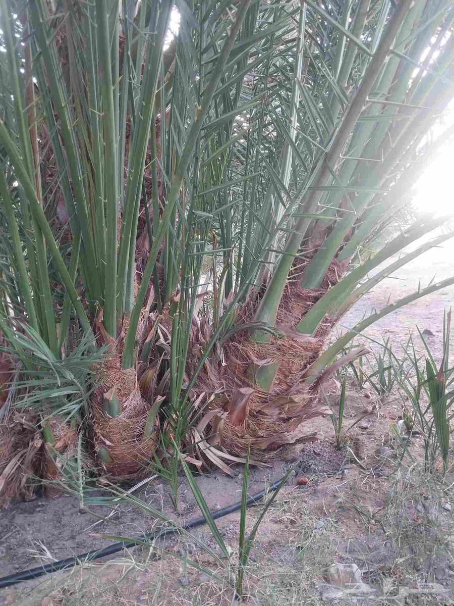 ودي برني العلا للبيع64585195940354112