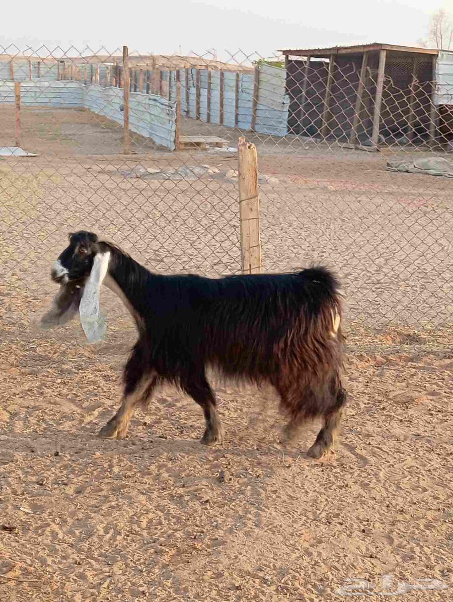 High-quality show goat, bent horn, good defense, examination condition64581045692035111