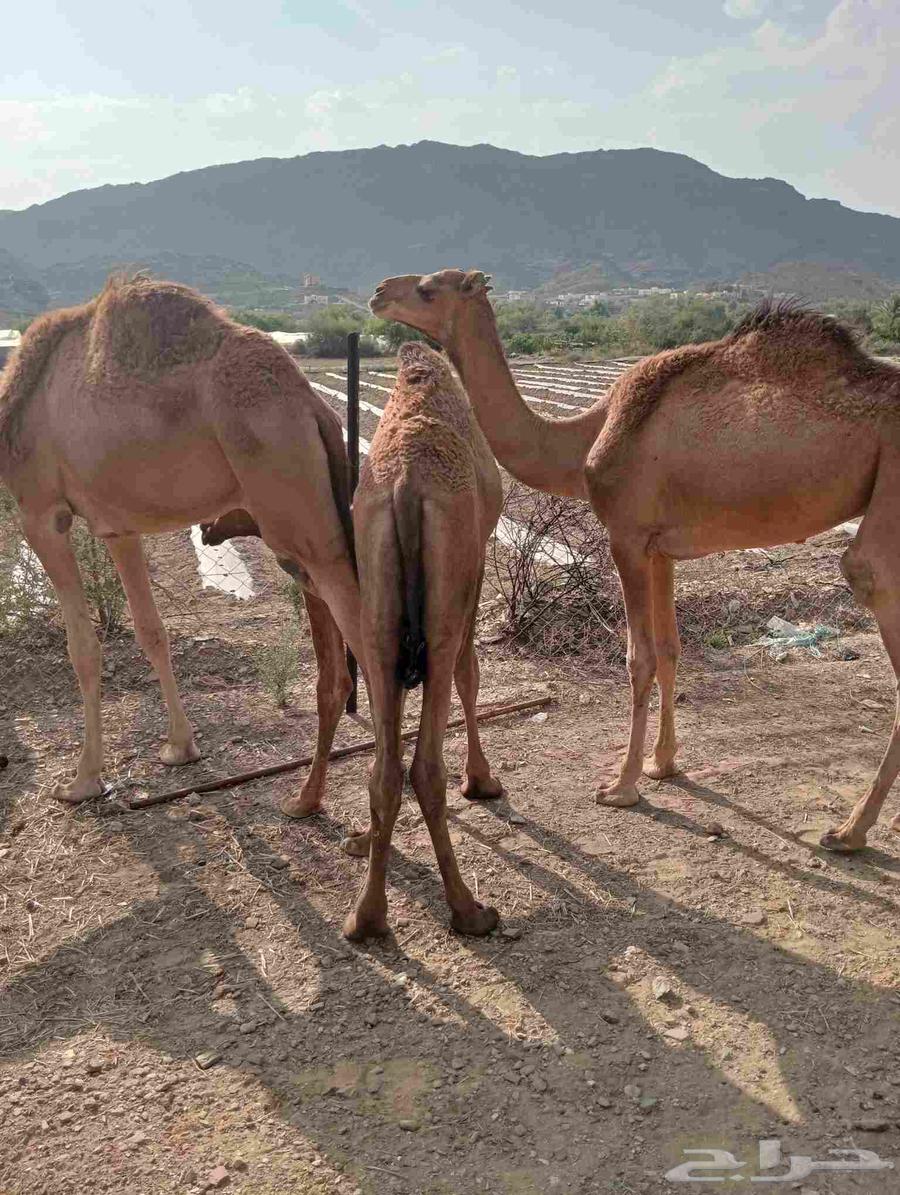 موقعنا الباحة الرياض جدة64581828891139114
