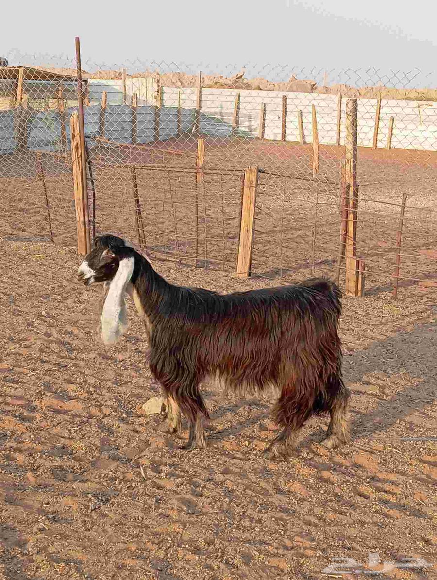 High-quality show goat, bent horn, good defense, examination condition64581045692035112